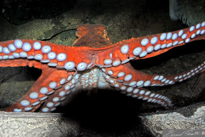 Potrait of Octopus  ready for a hug!  Oregon Aquarium, Newport.