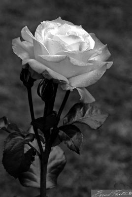 Single-and-Proud Rose.  Washington Park, Rose Garden, Portland.