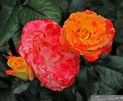 Colorful Combo! Washington Park, Portland.