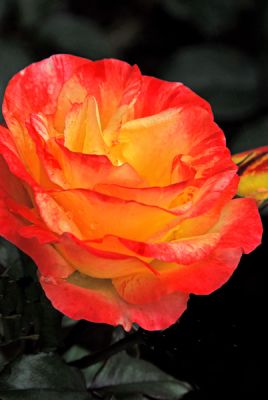 Lovely Variant Rose; Washington Park, Portland, OR
