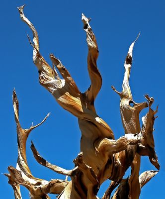 Ancient Bristle Cone Pines; White Mountains, CA