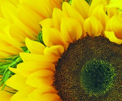 Sunflower Close-up