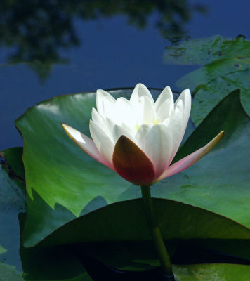 White Water Lily; O.C., CA.