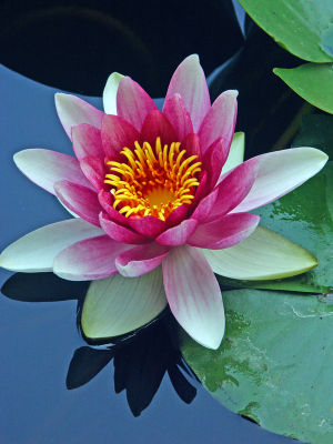 Pink Water Lily; O.C., CA.
