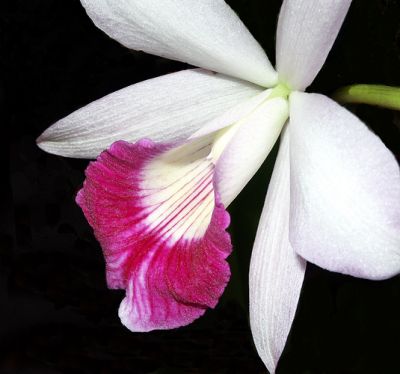 Orchid; Orange County,CA.