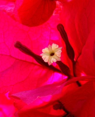 Bougainvillea Blossom; Orange County, CA.