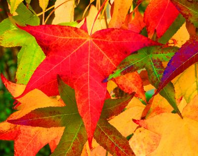 Liquidambar Leaves in the Fall; Tustin,CA.