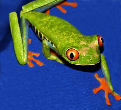 Red-Eye Tree Frog; Costa Rica