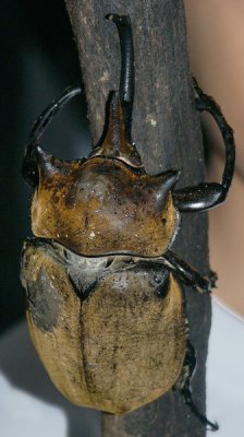 Rhinoceros Beetle; Costa Rica