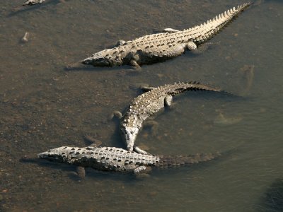 Crocodiles; Trcoles River, Costa Rica
