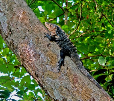 Iguana, up a Tree!; Costa Rica