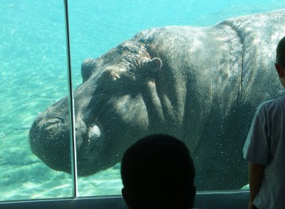 Underwater Hippo; S.D. Zoo, CA