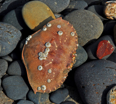 A Crab Lived There Once!; Oregon Coast