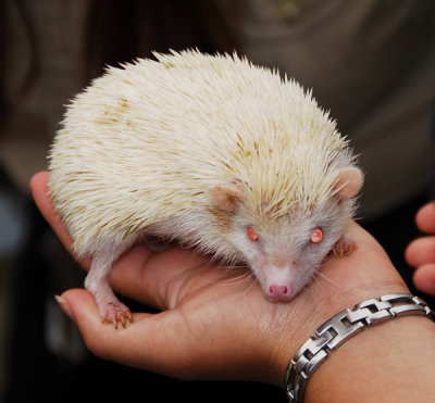 Albino Hedgehog; Dana Pt., CA.