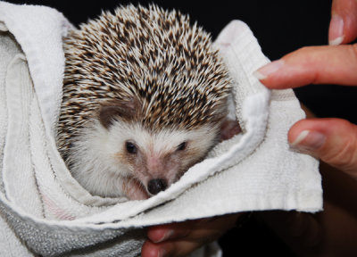 Shy Hedgehog; Dana Pt., CA.