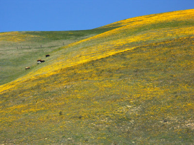 View of the Wildflowers; Tejon Pass, CA