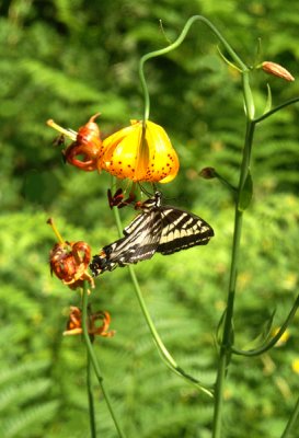 Monarch Butterfly on Tiger Lily; Mt. Home, CA.