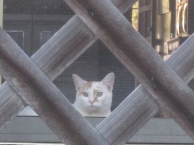 kitty lattice