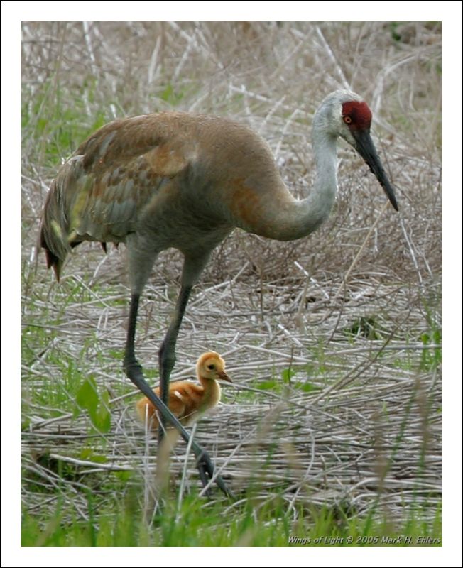 Sandhill Crane Chick & Parent