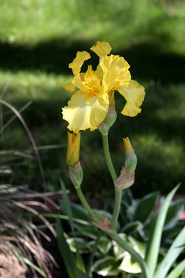 Linda's Iris - 3