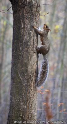 Grey Squirrel