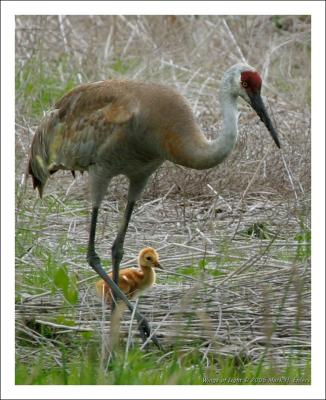 Sandhill Crane Chick & Parent