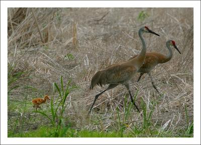 Sandhill Crane Chick & Parents