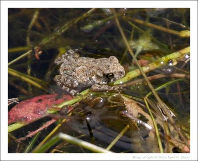 Small Toad