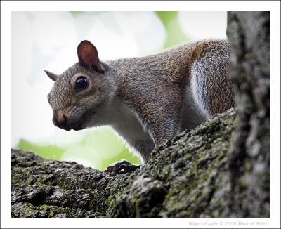 Squirrel 1a.jpg
