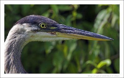 Great Blue Heron