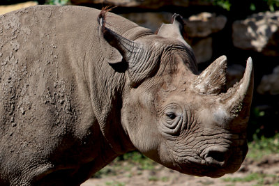 Rhino