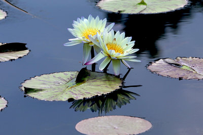 Lily pads and lotus flowers
