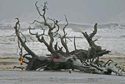 Ocean Shores