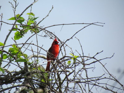 1-Cardinal.JPG