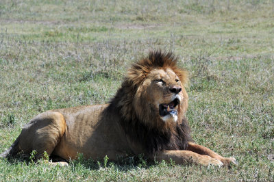 The king of the Ngorongoro 3936