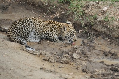 Leopard's cub 5329