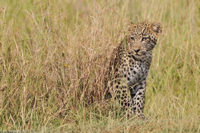 Leopard's cub 4956