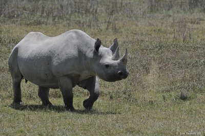 Rhinoceros (Ceratotherium simum) 0228