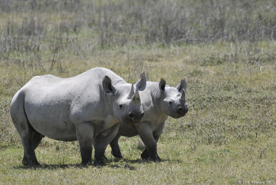 Rhinoceros (Ceratotherium simum) A Mother & A Calf  0235