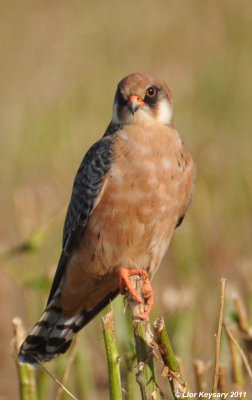 Red-footed Falcon_ 6641