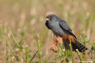 Red-footed Falcon_6774