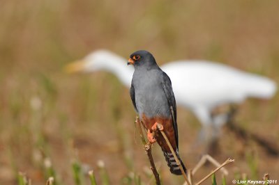 Red-footed Falcon_6818