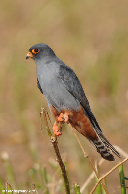 Red-footed Falcon_6849