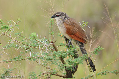 White-browed Coucal 4522