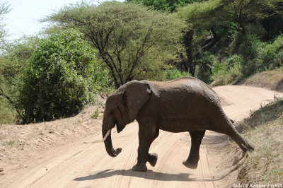 Manyara lake 2584