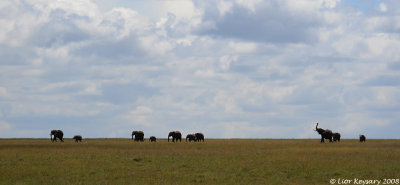 Serengeti 4205