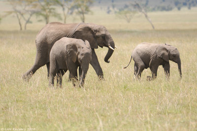 Serengeti 4216