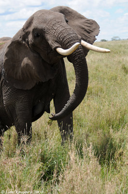 Serengeti 4243