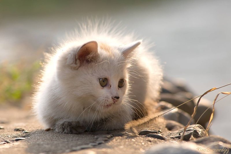 The Kitten of  Ethnic Cultural Park