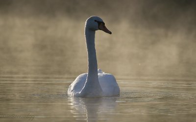 2011.The SWAN swimming in my direction